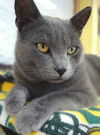 Zane Grey