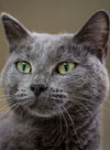 Harriet