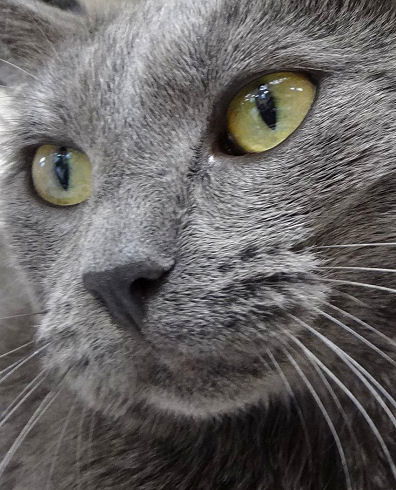 Harriet