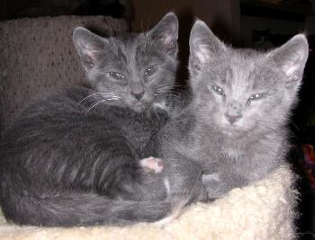 Ginnis & Koki