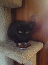 Ebony