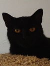 Ebony