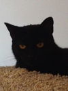 Ebony