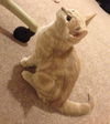 Emmit