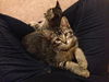 Tobie
