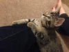 Tobie
