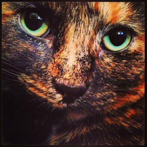 Amelia