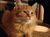 Percy Weasley