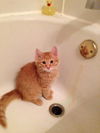 Fred Weasley