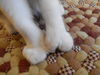 Toki