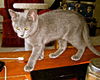 Graycie