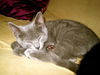 Graycie