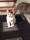 Phoebe