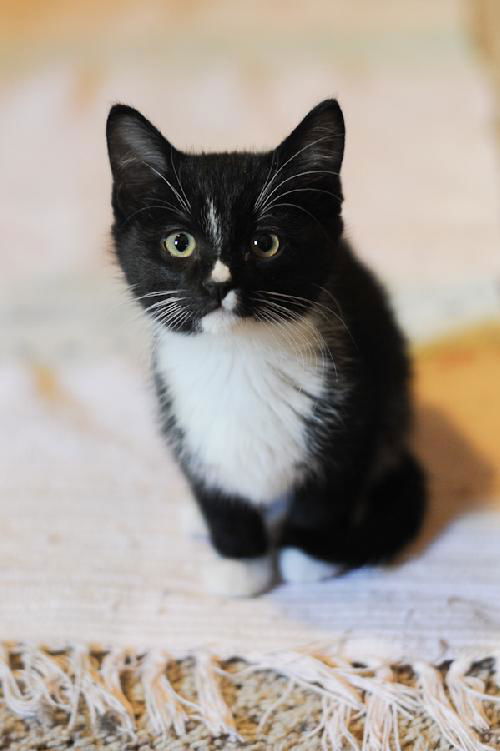 Jeffrey