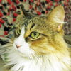 Agatha