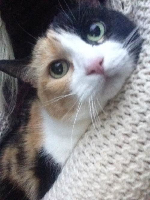 Callie-Cat