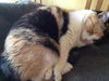 Callie-Cat