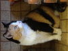 Callie-Cat