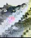 Newman