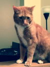 Ramsey and Pumpkin