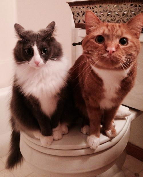 Ramsey and Pumpkin