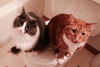 Ramsey and Pumpkin
