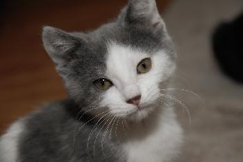 Simba 2008