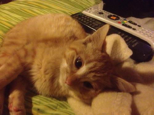 Sookie
