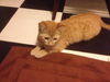 Sookie