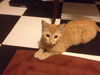 Sookie