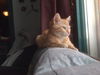 Sookie