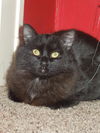 Izzy