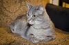 Molly the Tabby