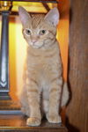 Ozzie