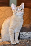 Ozzie