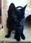 Onyx