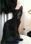Onyx