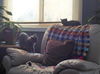 Babushka and Taz