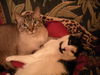 Oliver and Spencer