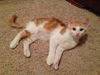 Opie