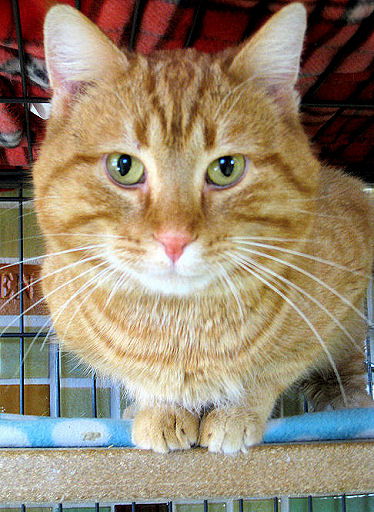 Nelson