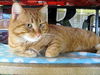 Nelson