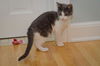 Catie