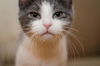 Catie