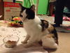 Patches