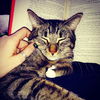 Xerxes and Hurley