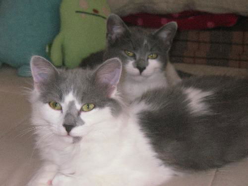Agatha and Fuzzy