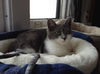 Agatha and Fuzzy