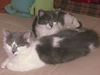 Agatha and Fuzzy