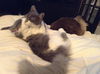 Agatha and Fuzzy